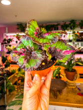 Load image into Gallery viewer, Begonia “Harmony’s Witch’s Cloak”, 4inch pot
