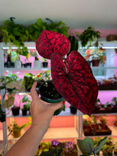 Load image into Gallery viewer, Caladium 103 Rare
