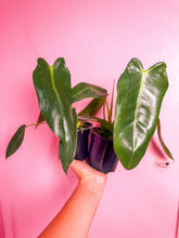 Load image into Gallery viewer, Philodendron Spiritus Sancti 4”
