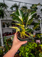 Load image into Gallery viewer, New Hybrid! Mutant Manjula
