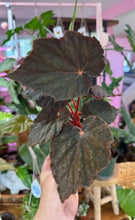 Load image into Gallery viewer, Begonia “Taconite” , 4"
