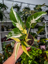 Load image into Gallery viewer, New Hybrid! Mutant Manjula
