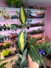 Load image into Gallery viewer, Hoya Macrophylla inner var”Pot of Gold”
