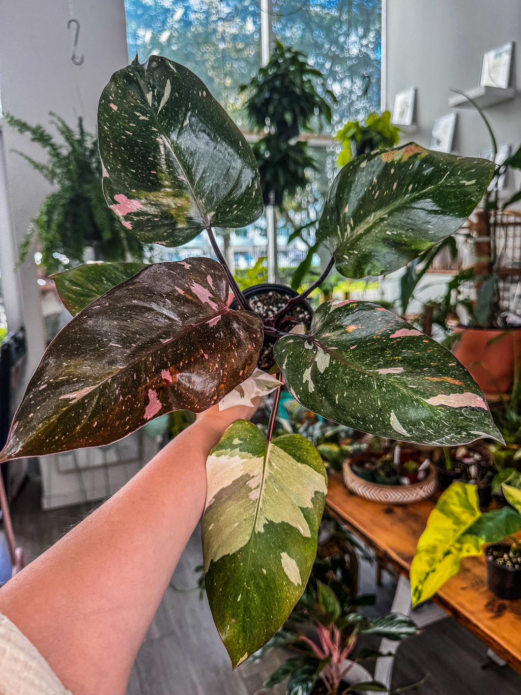 Red Anderson Philodendron, One pictured D