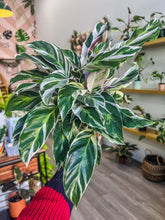 Load image into Gallery viewer, 6&quot; Calathea Fusion White
