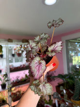 Load image into Gallery viewer, 4" Begonia Harmony’s Holly Jolly Christmas
