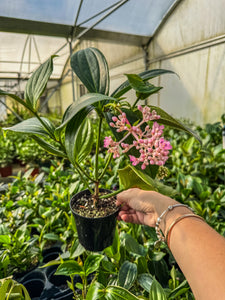 indoor orchid plants for sale Malaysian Orchid Medinilla myriantha – Angie's Planties