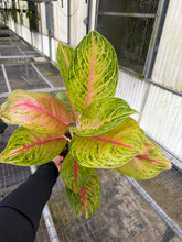 Load image into Gallery viewer, Aglaonema Full house 6"
