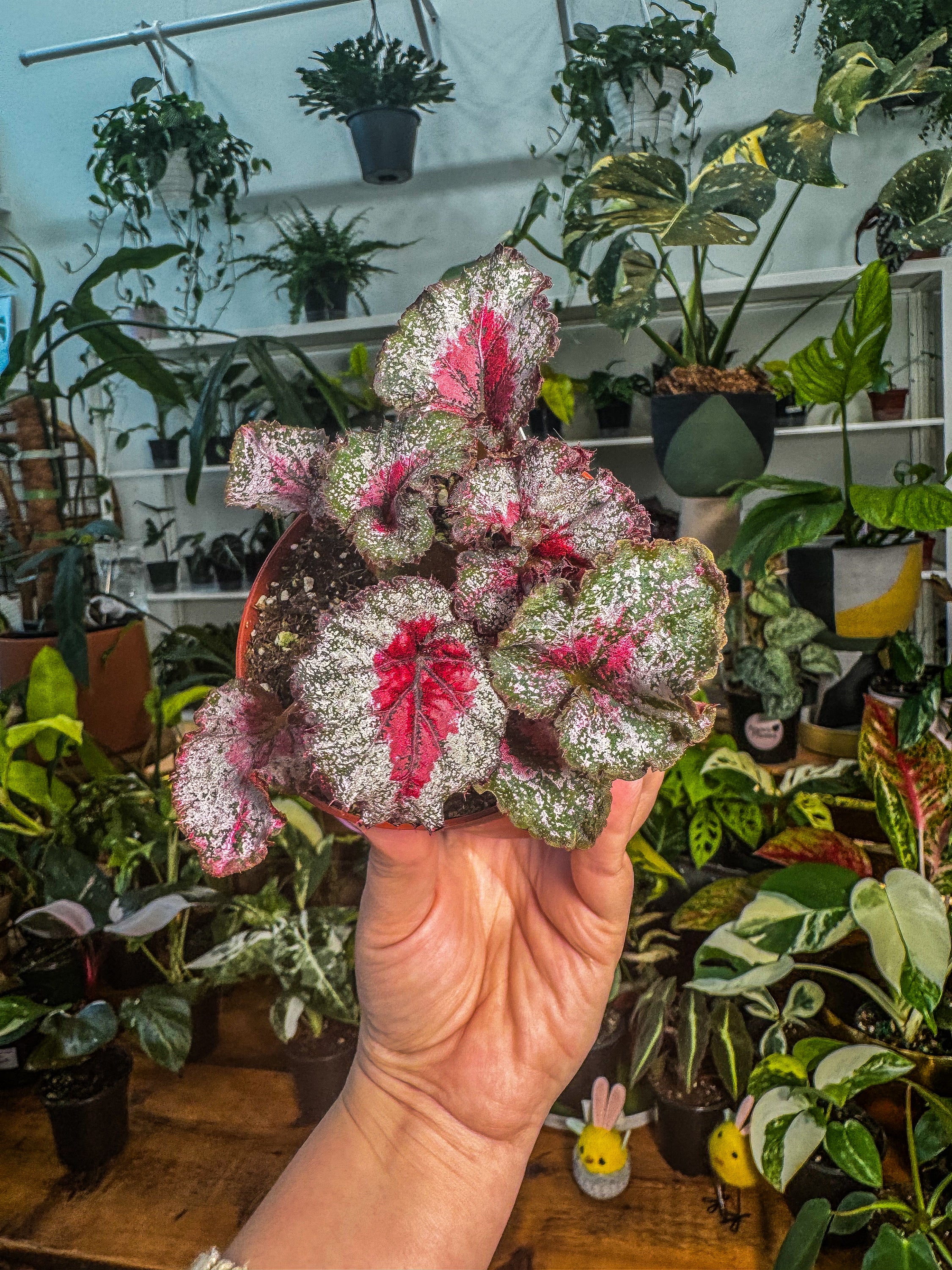 Begonia Rex “ Baby Dragon Heart” – Angie's Planties