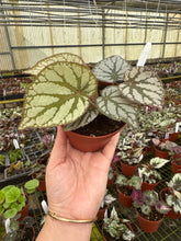 Load image into Gallery viewer, Begonia U400
