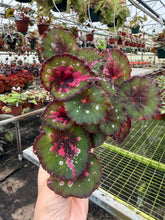 Load image into Gallery viewer, Begonia “Harmony’s Ruby Eclipse”, 4"
