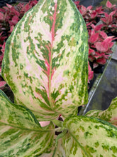 Load image into Gallery viewer, Aglaonema Pink Fairy 4”

