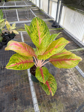 Load image into Gallery viewer, Aglaonema Full house 6"
