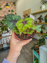 Load image into Gallery viewer, Begonia Rex “ Harmony’s Grinch”
