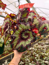 Load image into Gallery viewer, Begonia Rex “Harmony’s Joker” Rare Find
