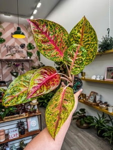 Aglaonema Mahasetti, 4” Plant