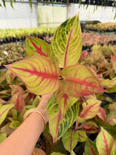 Load image into Gallery viewer, Aglaonema Andini 4”
