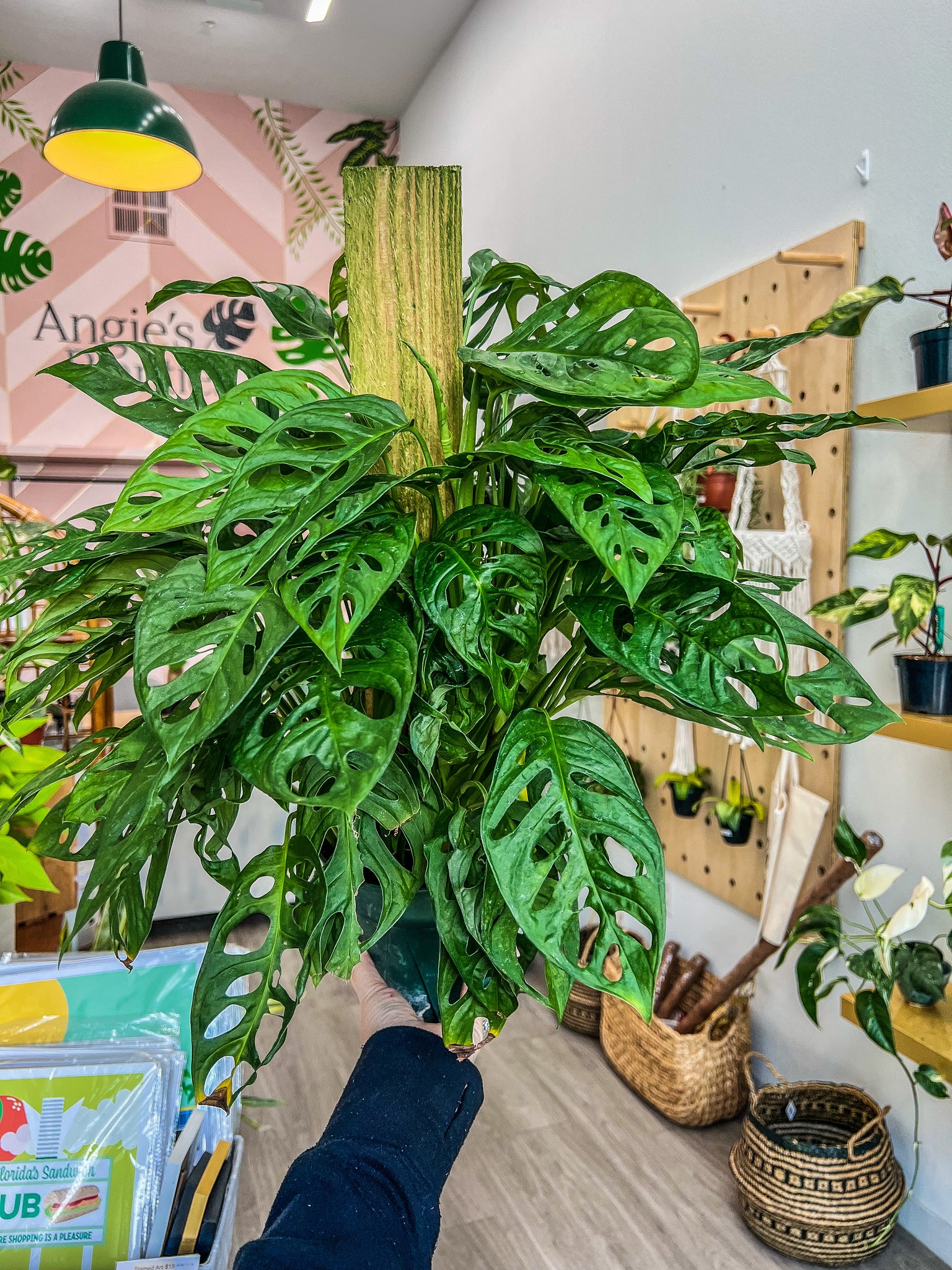 Monstera adansonii ‘Swiss Cheese’ 8” Inch pot on on sale totem pole