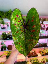 Load image into Gallery viewer, Caladium 104 Rare
