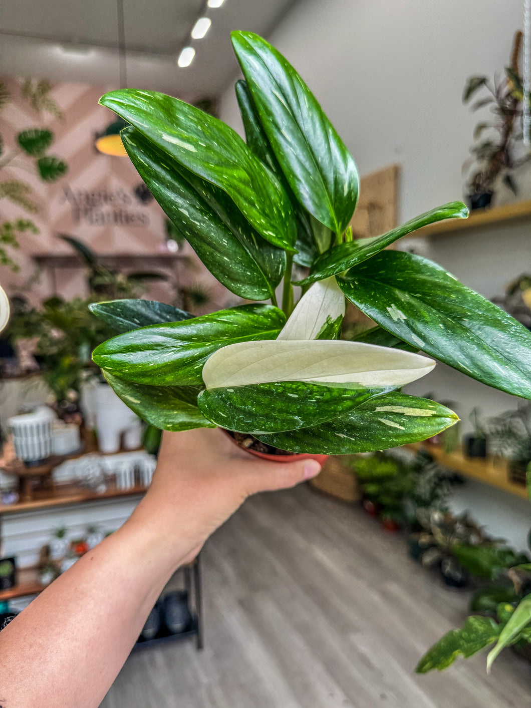 monstera standleyana albo variegata Monstera standleyana albo – Angie's Planties