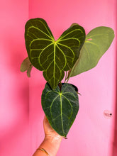 Load image into Gallery viewer, Anthurium Clarinervium Hybrid 6” exact plant
