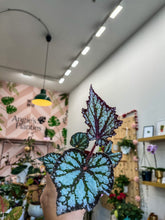 Load image into Gallery viewer, Begonia Summer Storm
