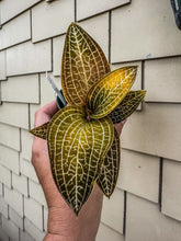 Load image into Gallery viewer, Jewel Orchid Anoectochilus Polly, 3” Pot
