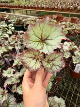 Load image into Gallery viewer, Begonia “Harmony’s Pink Armageddon”, 4"
