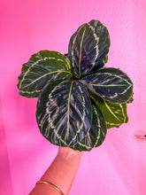 Load image into Gallery viewer, Calathea "Green Lipstick", 4" Pot
