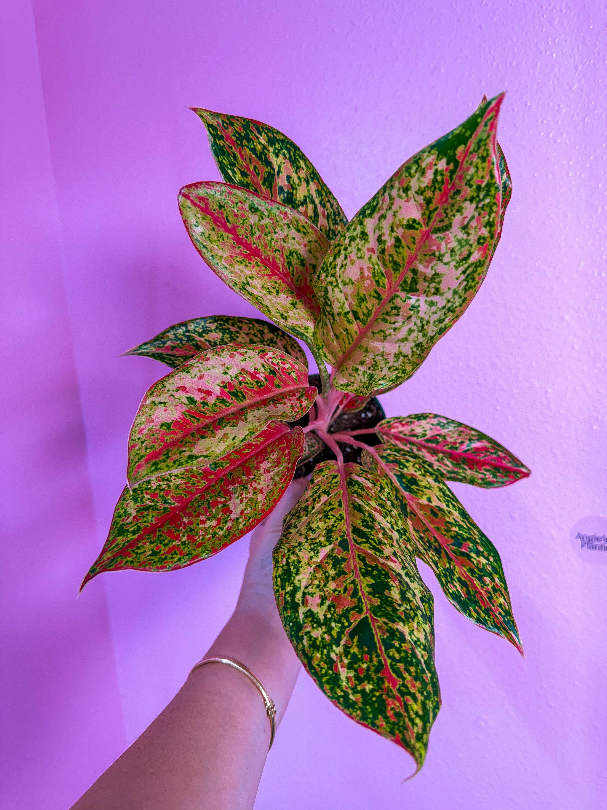 Aglaonemas – Angie's Planties