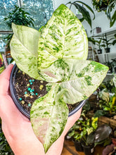 Load image into Gallery viewer, Syngonium Milk Confetti Tricolor
