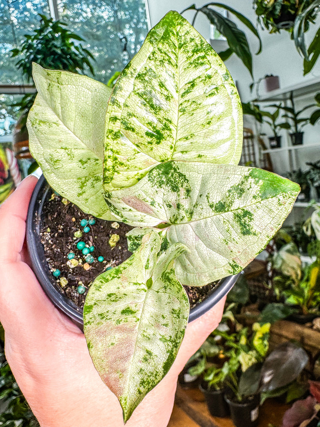 Syngonium Milk Confetti Tricolor