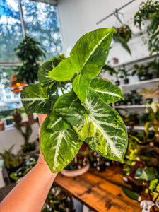 Syngonium Scramble Eggs