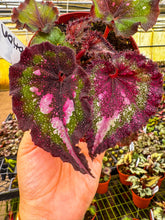 Load image into Gallery viewer, Begonia Harmony’s love potion
