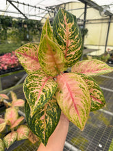 Load image into Gallery viewer, Aglaonema Nu Suntrala 4”
