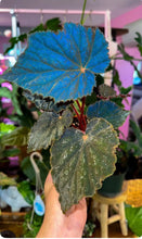 Load image into Gallery viewer, Begonia “Taconite” , 4"
