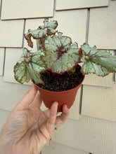 Load image into Gallery viewer, Begonia “Harmony’s Bloody Moon”, 4"
