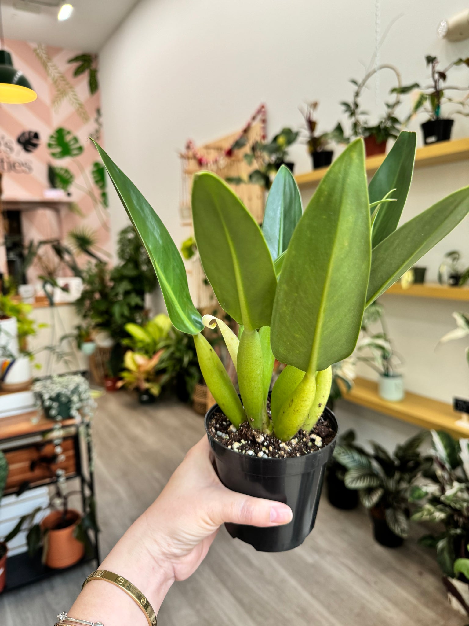 green fatboy philodendron Philodendron Fat Boy 4” – Angie's Planties