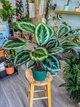 Load image into Gallery viewer, Calathea Flame Star, 8” Plant
