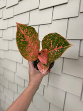 Load image into Gallery viewer, Aglaonema Orange Stardust 4”
