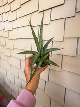 Load image into Gallery viewer, Sansevieria Icicles 3”

