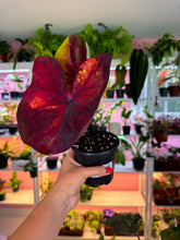 Load image into Gallery viewer, Caladium 105 Rare
