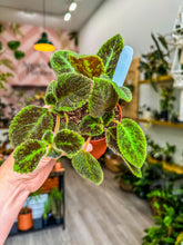 Load image into Gallery viewer, Episcia Emerald Green, 4”
