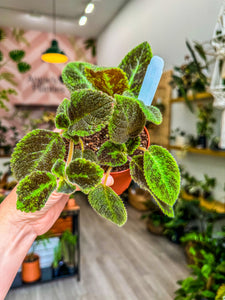 Episcia Emerald Green, 4”