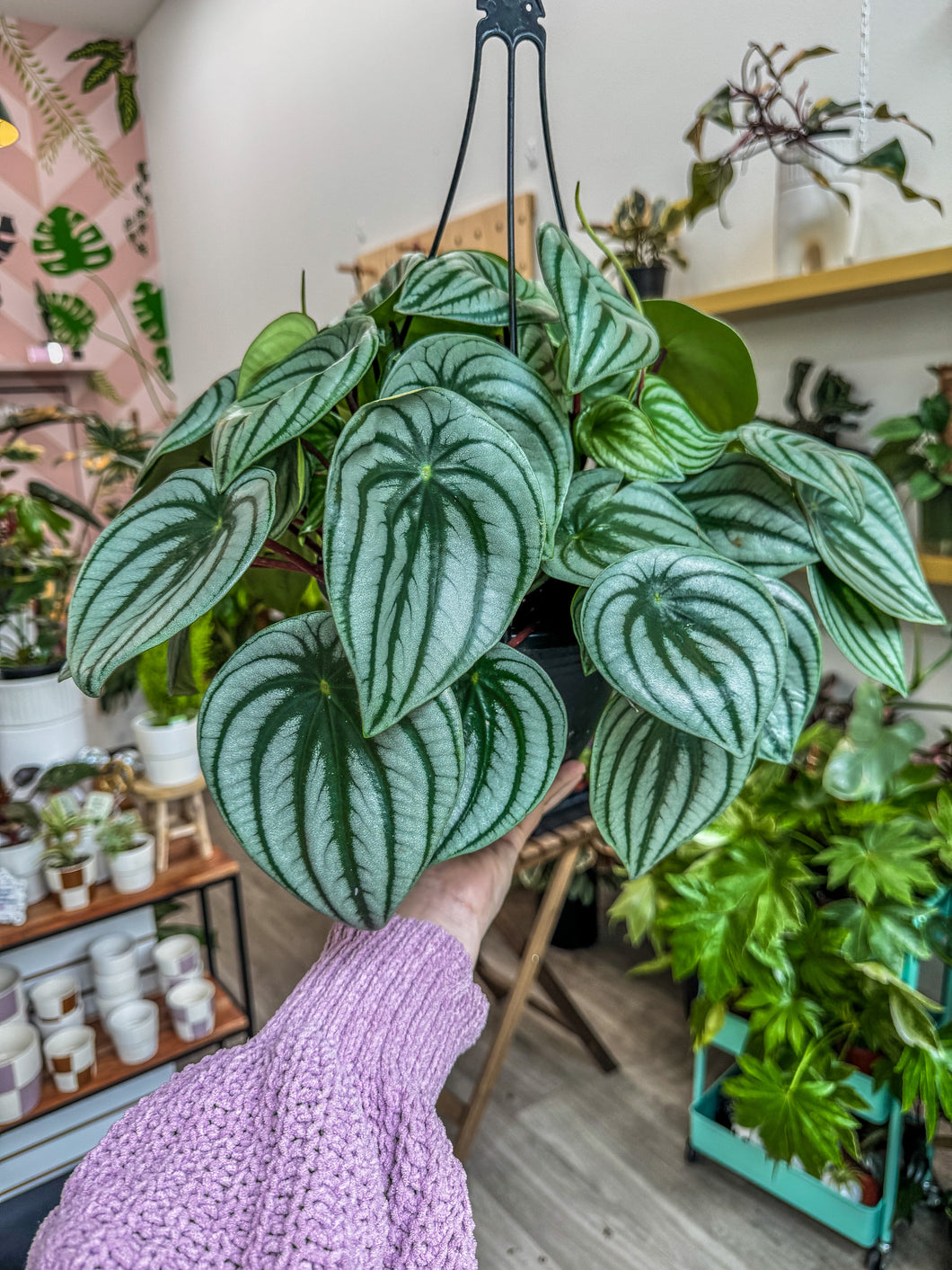 Peperomia Watermelon, Hanging Basket 8”