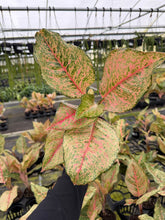 Load image into Gallery viewer, Aglaonema Fortune 4”
