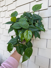 Load image into Gallery viewer, Philodendron Cordatum “Heart Leaf Philodendron” 6”
