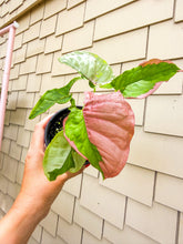Load image into Gallery viewer, Syngonium Pink Lava 4”
