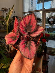 Begonia Rex “ Red Kiss”