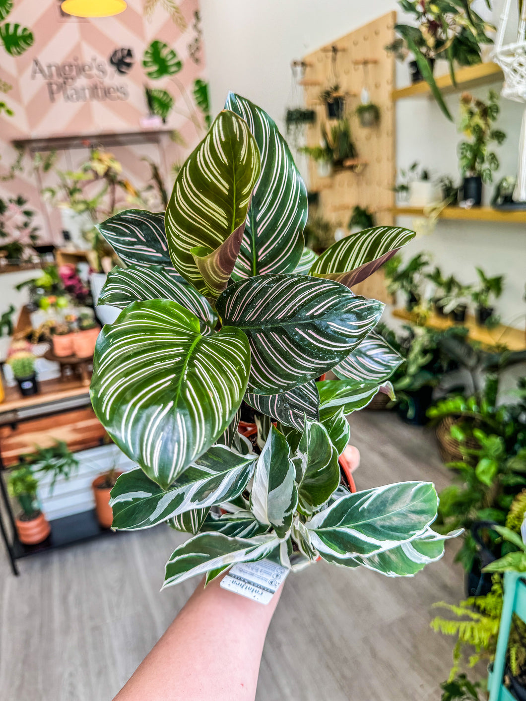 Bundle Calathea Pin Stripe & White Fusion